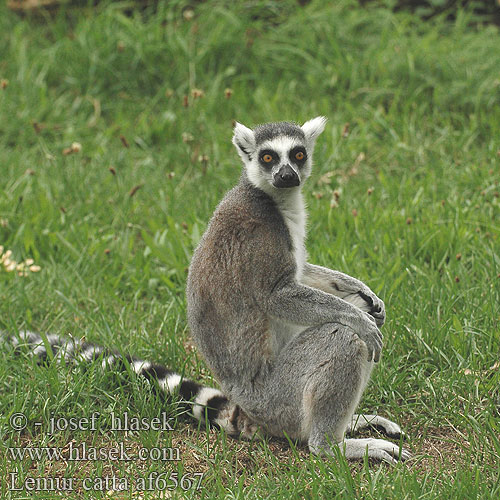 Lemur catta af6567