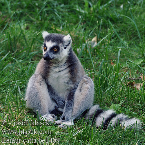 Lemur catta be1409
