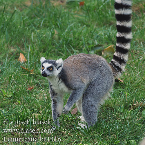 Lemur catta be1416