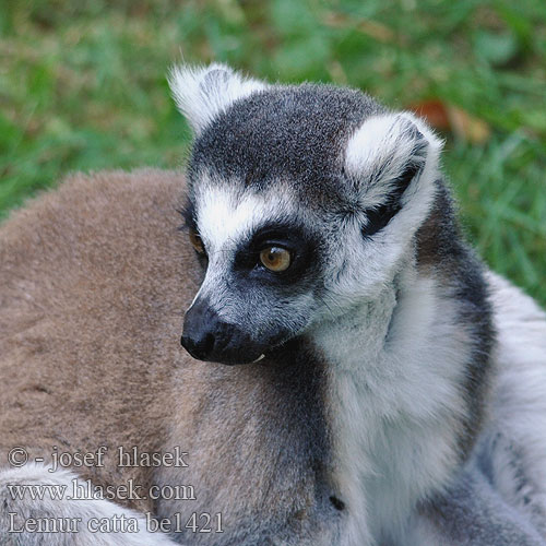 Lemur catta be1421