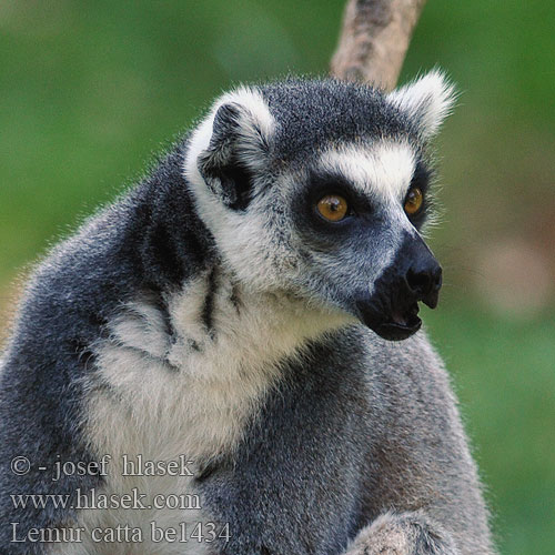 Lemur catta be1434