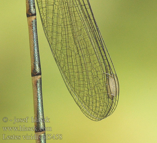 Lestes viridis af5458