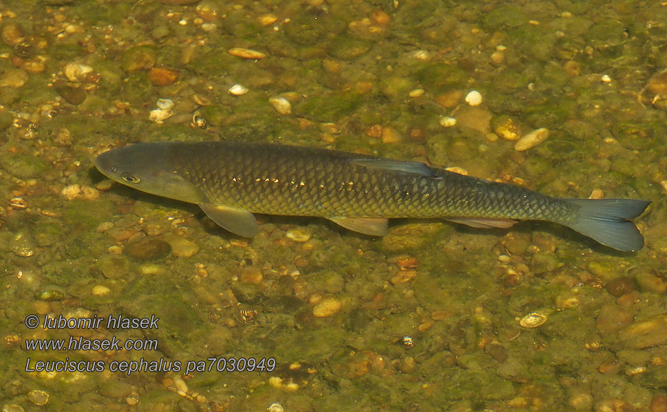 Leuciscus cephalus