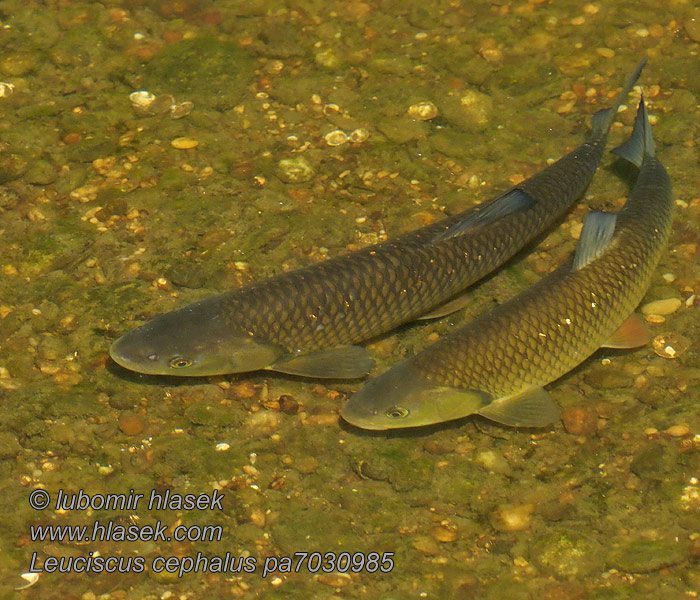 Jelec tlouš Leuciscus cephalus