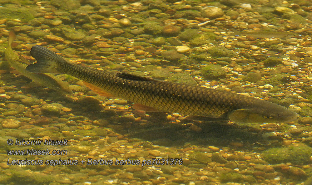 European chub 歐鰱 Головень європейський Leuciscus cephalus Squalius