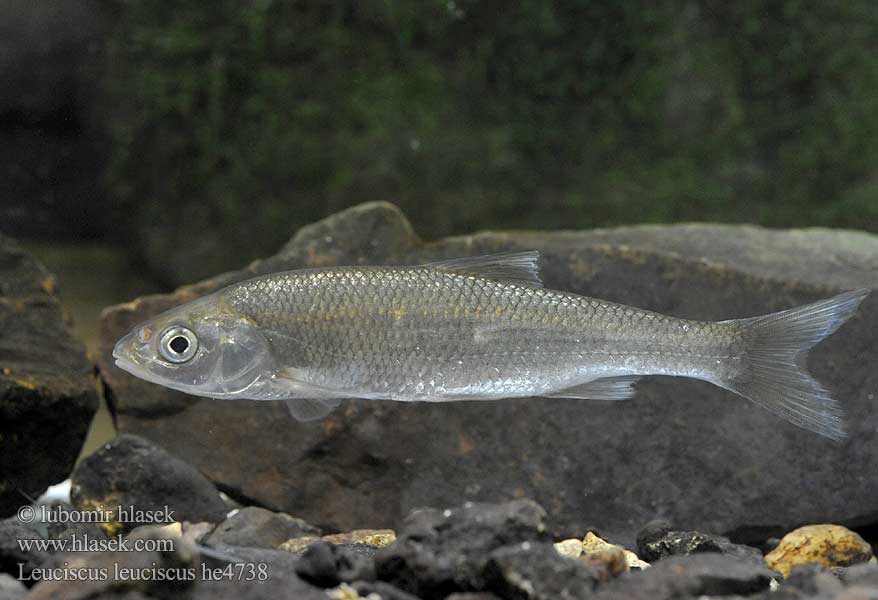 Leuciscus leuciscus Common dace Jelec proudník Hasel Fisch
