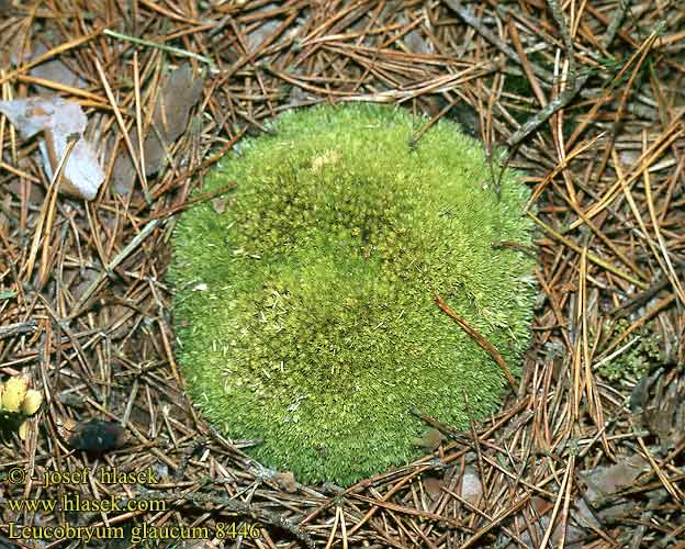 Leucobryum glaucum White cushion moss Almindelig hvidmos