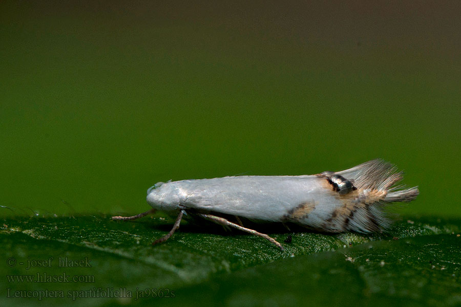 Leucoptera spartifoliella