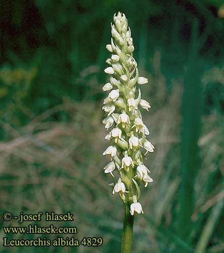 Leucorchis albida Mountain orchid Hvid sakspore Pseudorchis blanc
