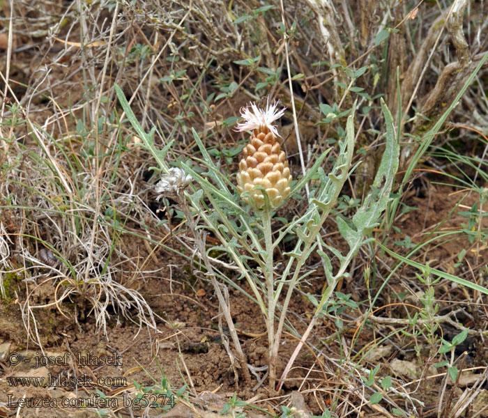 Leuzea conifera Rhaponticum coniferum