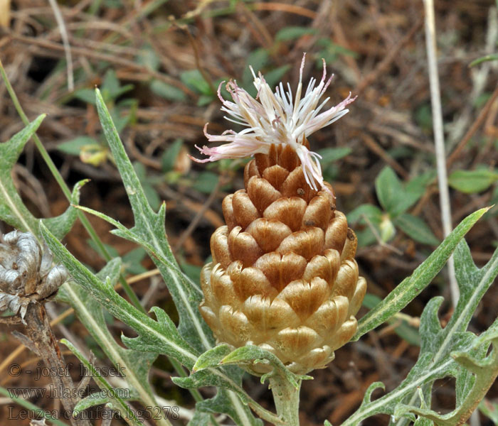 Leuzea conifera Rhaponticum coniferum