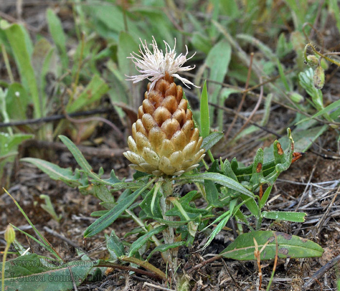 Leuzea conifera Rhaponticum coniferum