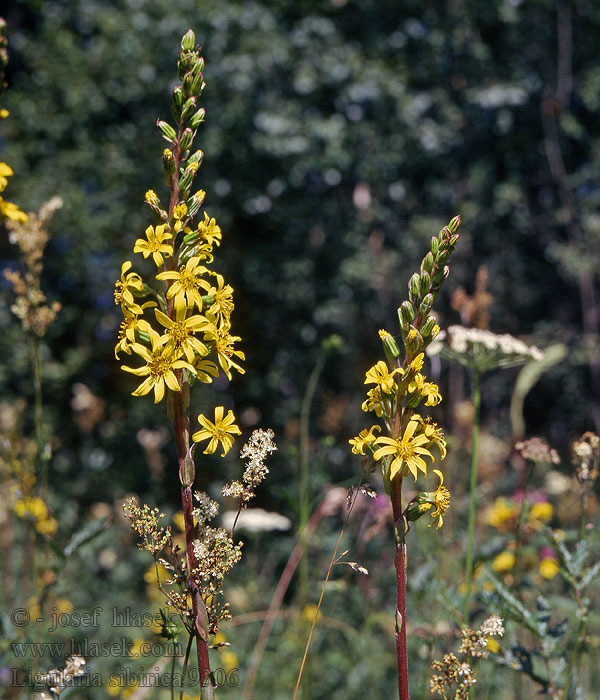 Ligularia sibirica Sibirnokketunge nokketunge Siperiannauhus