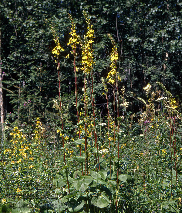 Popelivka sibiřská Ligularia sibirica