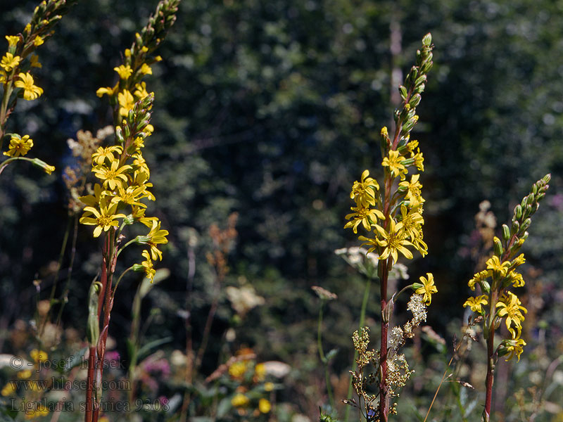 Sibirnokketunge nokketunge Siperiannauhus Ligularia sibirica