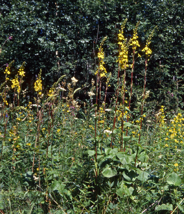 Ligulaire Sibérie Szibériai hamuvirág Sibirischer Goldkolben Ligularia sibirica