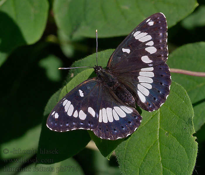 Ninfa arroyos Limenitis reducta