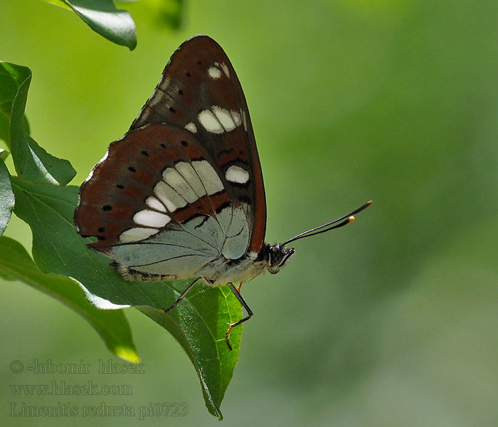 Zaunlilienfalter Ленточник однорядный Limenitis reducta