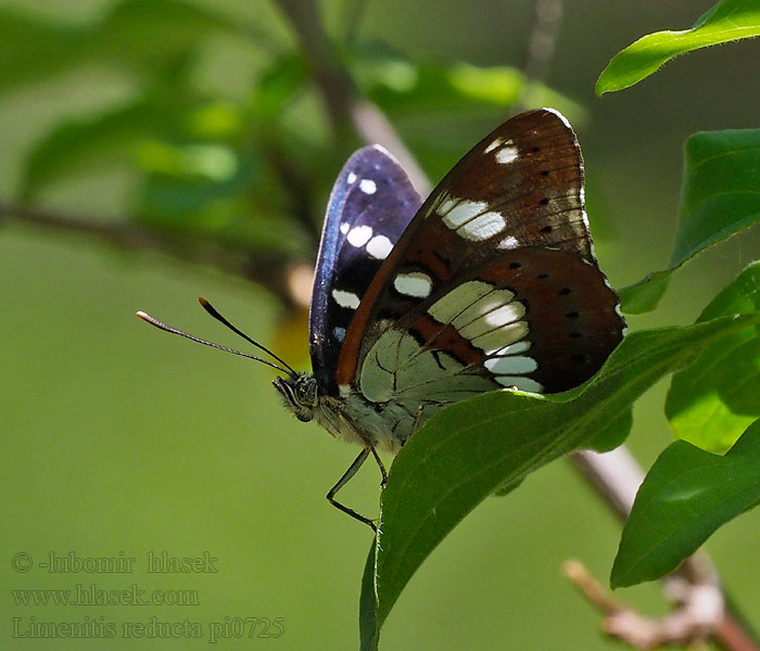 Kék lonclepke Blauschwarzer Eisvogel Limenitis reducta