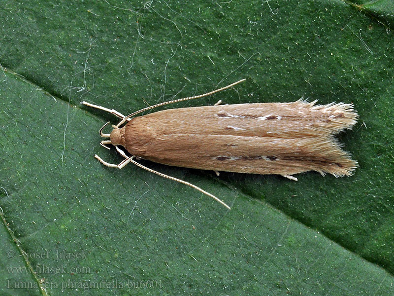 Limnaecia phragmitella Zdobníček rákosní Shy cosmet moth