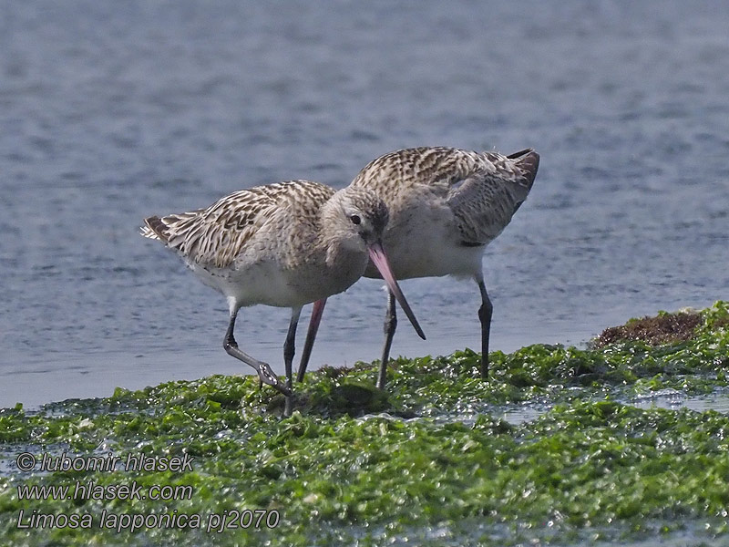 Limosa lapponica Bar-tailed Godwit Aguja Colipinta Punakuiri Barge rousse Kis goda