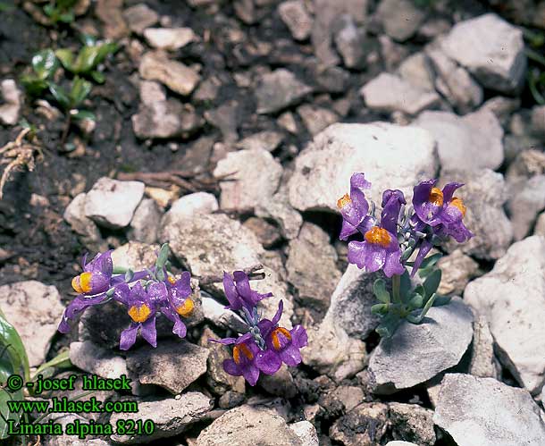 Linaria alpina Alpine toadflax Alpetorskemunn alpetorskemund