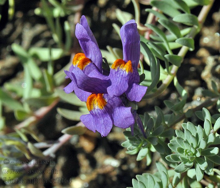 Linaria alpina Alpetorskemunn Льнянка альпийская