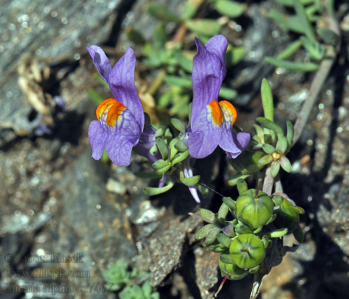 Linaria alpina Alpska madronščica Violeta glera Alpsporre