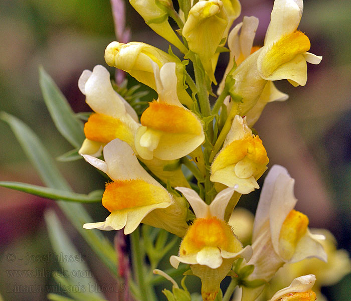 Linaria vulgaris Navadna madronščica Obični lanilist Lino montesino