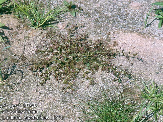 Vandellia palustre Niederliegendes Liegendes Büchsenkraut