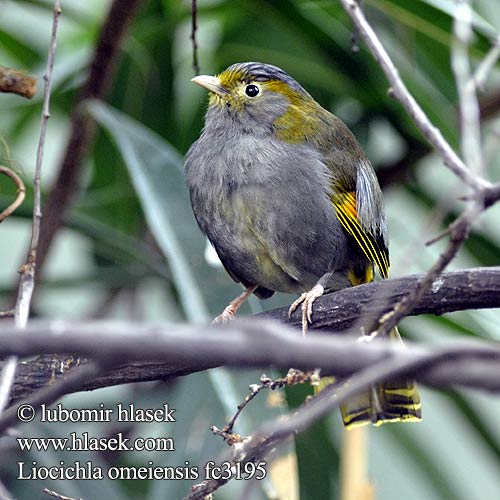 Liocichla omeiensis fc3195
