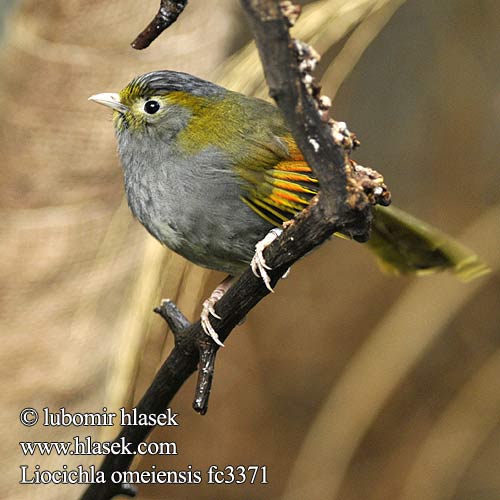 Liocichla omeiensis fc3371