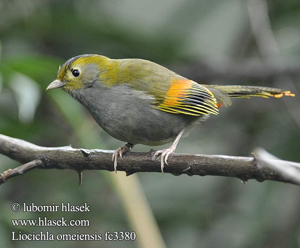 Liocichla omeiensis fc3380