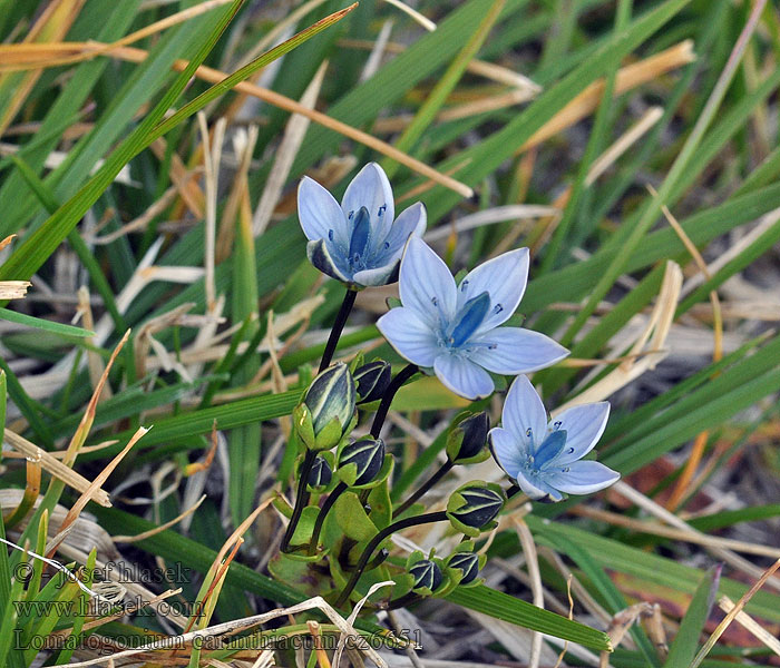 Lomatogonium carinthiacum Siberian kwiat 侧蕊属