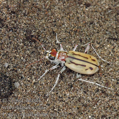 Pale tiger beetle Lophyra barbifrons