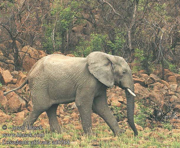 Elefante africano Afrikai elefánt Afrikanischer Elefant