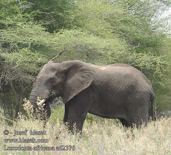 Slon africky stepny Slon africký Elefante Africano