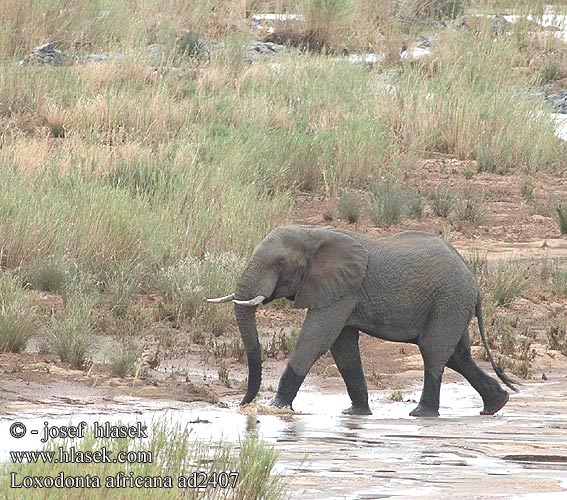 Savanna-olifant Afrika savana fili Африкански