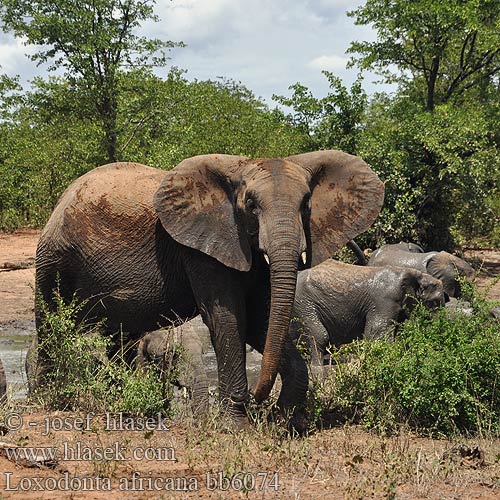 普通非洲象 Elefantul african Αφρικής