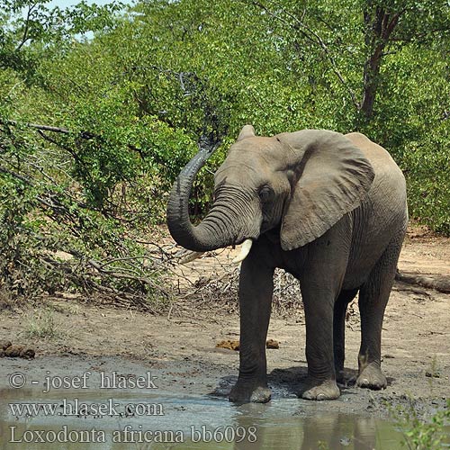 Afriški savanski slon Afrika Çalı Fili