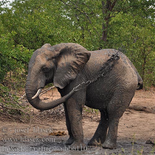 Çalı Fili Африканський слон