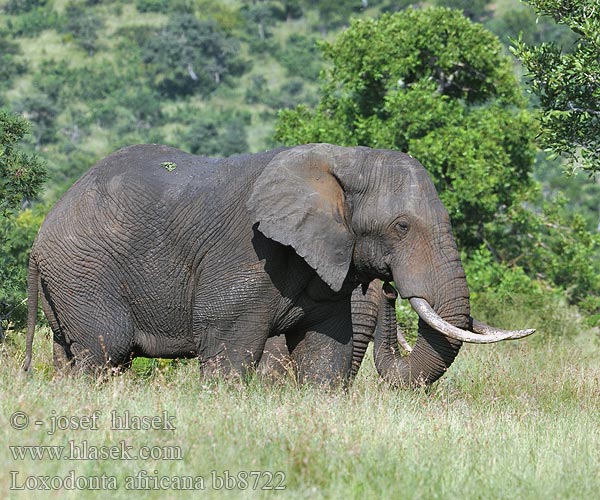 Африканський слон Loxodonta africana