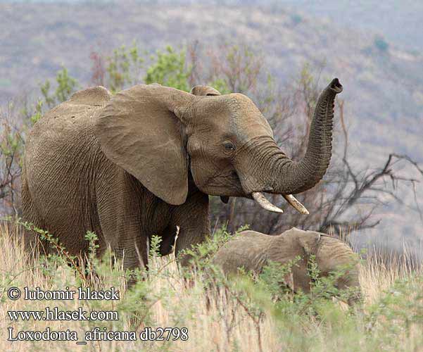 African Bush Elephant Afrikansk elefant