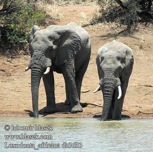 Éléphant savane Afrique Afrikaanse olifant