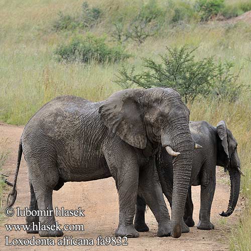 Afrikaanse olifant Savanneolifant Elefante africano