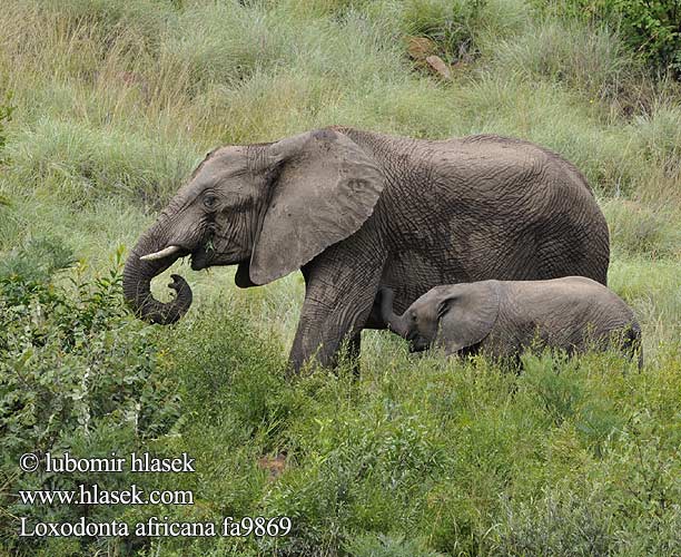 Afrikanischer Elefant Słoń afrykański Slon africky