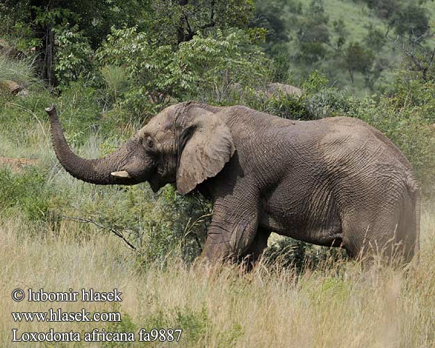 Słoń afrykański Slon africky stepny Slon africký