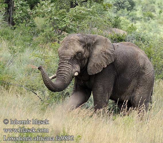 Slon africký Afrikansk skogselefant Savanna-olifant
