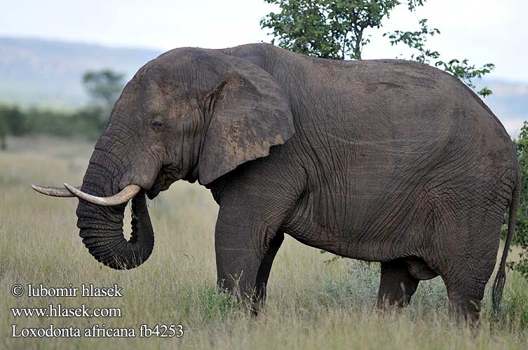 פיל סוואנה אפריקני Afrikaneschen Elefant