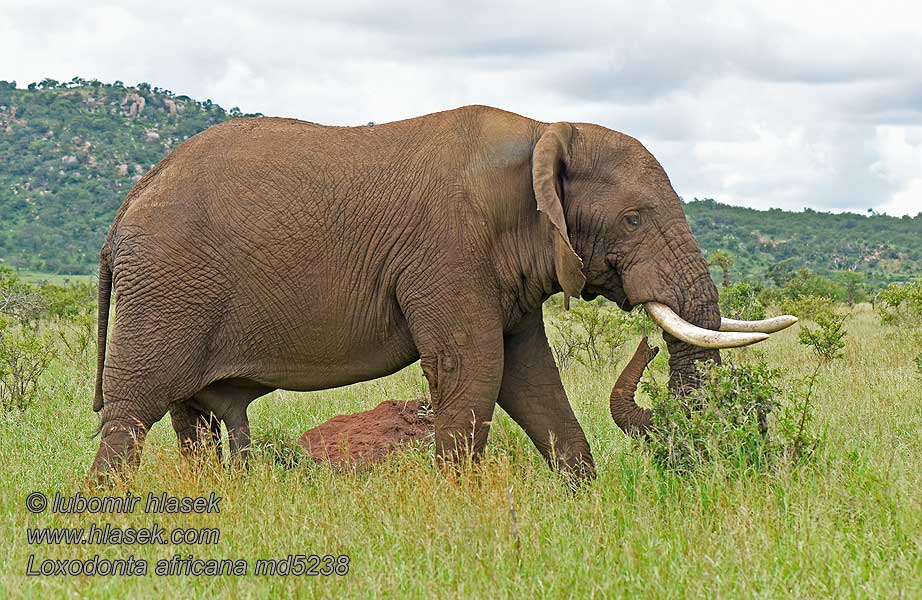 Słoń afrykański Loxodonta africana